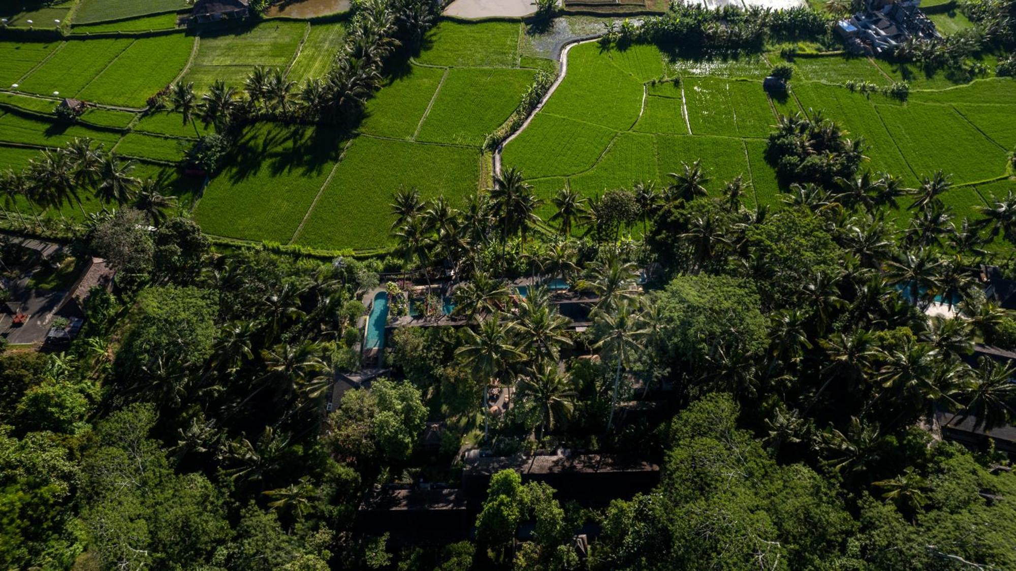 Padi * Ubud (Bali)